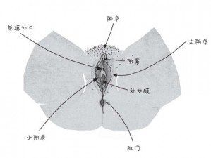 大陰蒂 BBwBBB 大陰唇，采用人体工学设计，柔软舒适，给你带来全新的体验