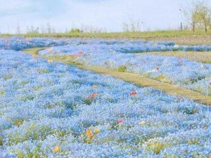 草花基地-探寻草花基地，发现自然之美