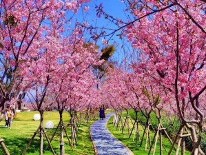 樱花岛高清视频www【樱花岛高清视频免费观看www，樱花岛高清视频在线观看www】