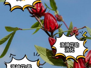 芙神花功效,芙神花有哪些功效？