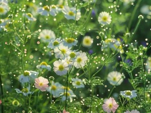 野花视频韩国免费观看—野花视频韩国免费观看，刺激大片，无限制播放