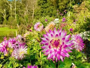 野花韩国高清免费视频6—野花韩国高清免费视频 6：令人心动的浪漫爱情故事