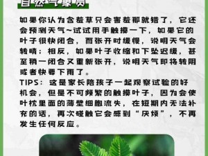 含羞草啥意思解释一下;含羞草为什么会害羞？解释一下