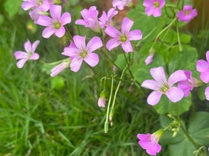 野花视频日本【野花视频日本高清完整版哪里可以看？】