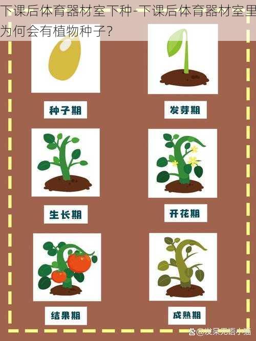 下课后体育器材室下种-下课后体育器材室里为何会有植物种子？