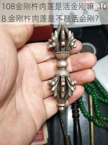 108金刚杵肉莲是活金刚嘛_108 金刚杵肉莲是不是活金刚？