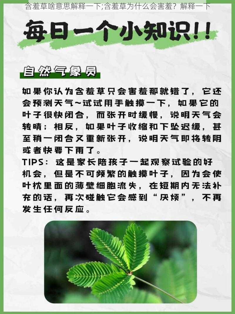 含羞草啥意思解释一下;含羞草为什么会害羞？解释一下