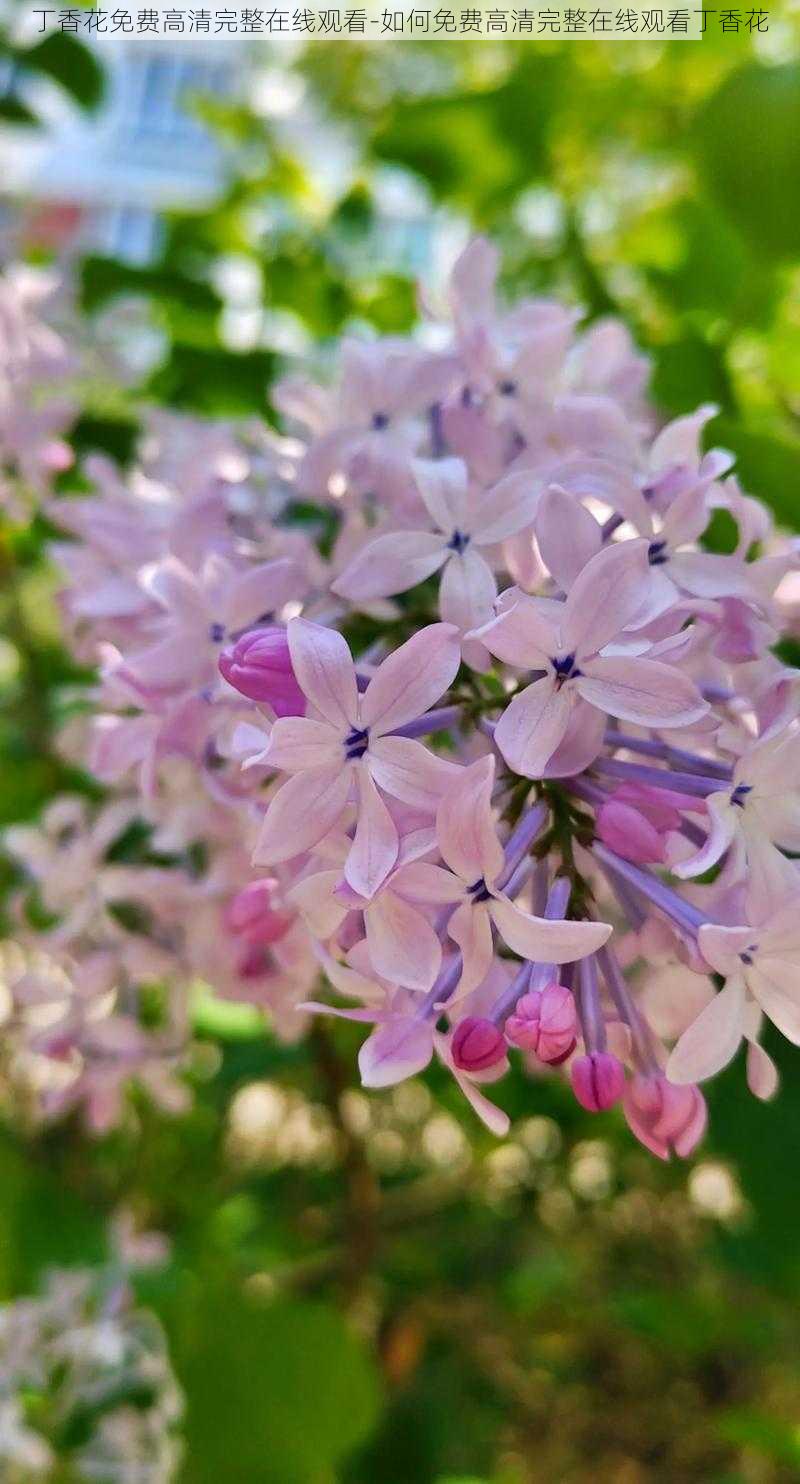 丁香花免费高清完整在线观看-如何免费高清完整在线观看丁香花