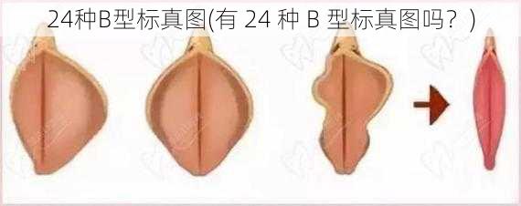 24种B型标真图(有 24 种 B 型标真图吗？)