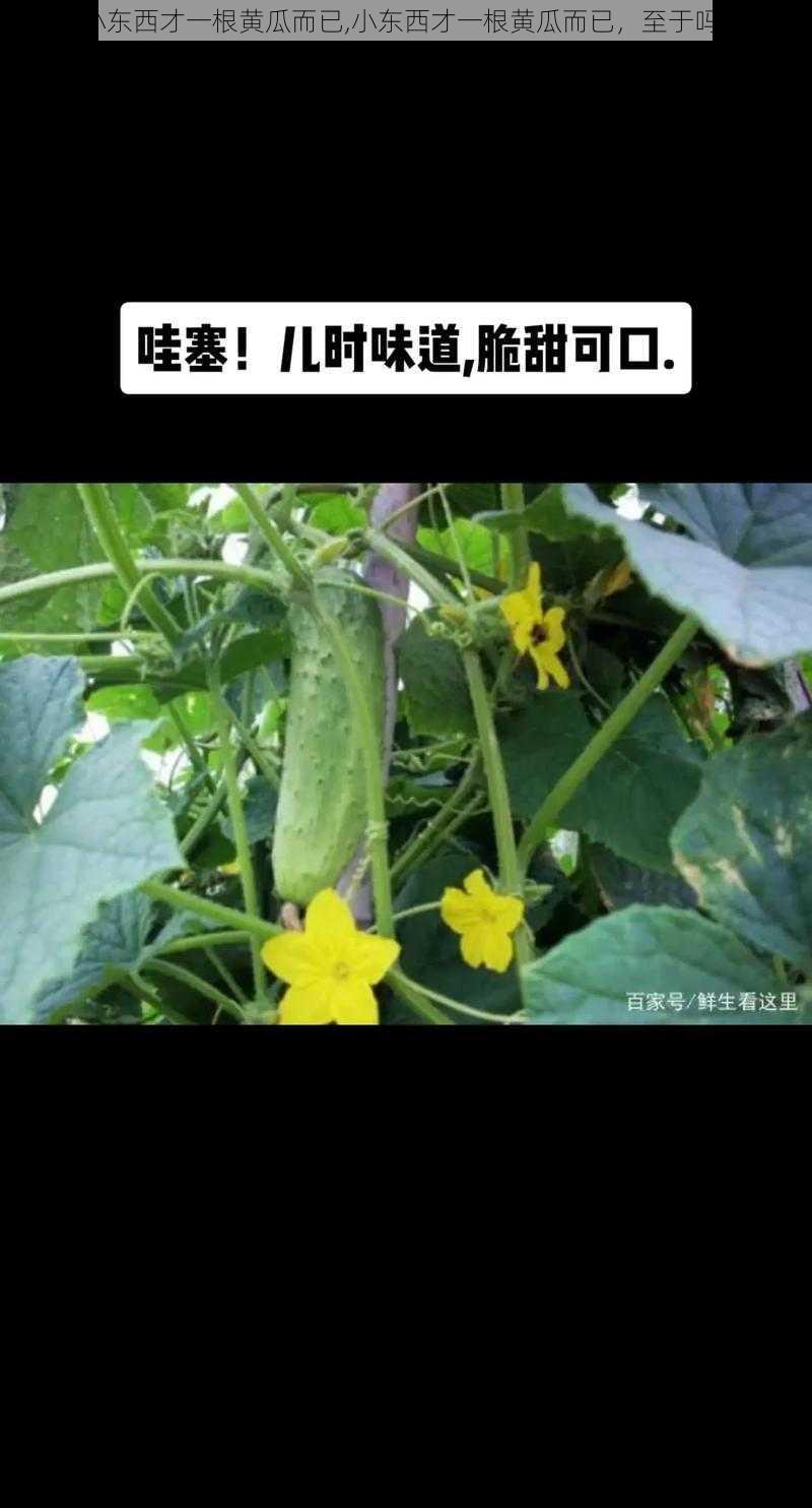 小东西才一根黄瓜而已,小东西才一根黄瓜而已，至于吗？