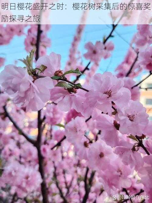 明日樱花盛开之时：樱花树采集后的惊喜奖励探寻之旅