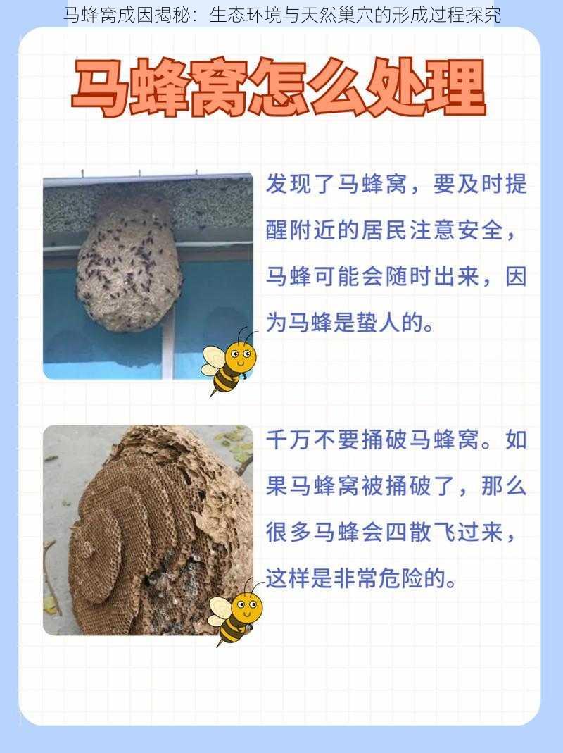 马蜂窝成因揭秘：生态环境与天然巢穴的形成过程探究